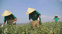 宛“艾”將熟！一株野草長成南陽百億產(chǎn)業(yè)帶 | 極刻