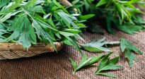 【行業(yè)資訊】南陽日報-成立保護創(chuàng)新基地 發(fā)展壯大艾草產(chǎn)業(yè)！