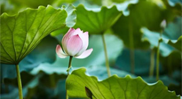 【三伏天養(yǎng)生】三伏天養(yǎng)生有六大禁忌，你知道嗎？記得分享給家人知道！