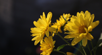 【養(yǎng)生知識】入秋菊花藥膳，美味營養(yǎng)、養(yǎng)生保??！