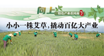 【行業(yè)資訊】向上，特色產(chǎn)業(yè)看河南：南陽艾區(qū)域品牌正在叫響！
