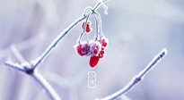 【小寒節(jié)氣】時(shí)處二三九，臘月梅花開！