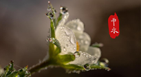 【二十四節(jié)氣灸】雨水節(jié)氣，扶陽(yáng)、祛濕、調(diào)氣血，才是養(yǎng)生重點(diǎn)！艾灸，橫掃濕寒！