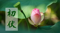 【三伏天】初伏將至，“蒸煮”模式開啟！想要健康，這四類食物別錯過！！