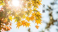 【節(jié)氣飲食】立秋將至，吃最合適的飲食，平穩(wěn)度過季節(jié)交替！